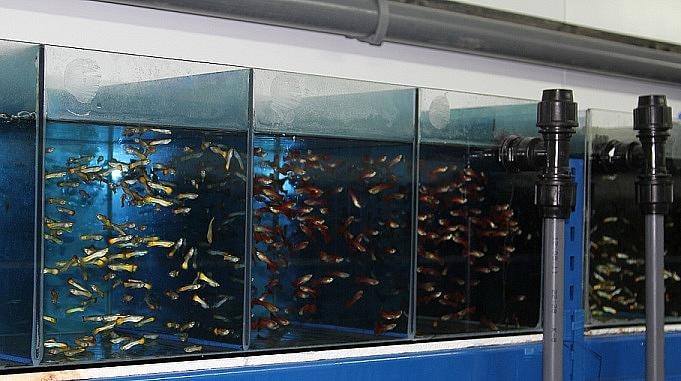 Бизнес Идея Разведение аквариумных рыбок 