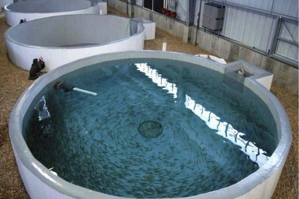 Бизнес Идея Разведение рыбы в искусственных водоёмах 