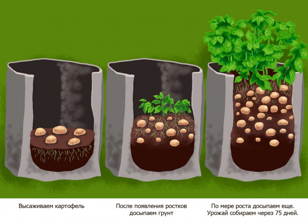 Бизнес Идея Выращивание картофеля в мешках 