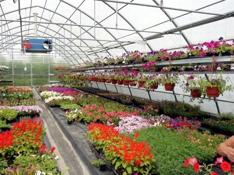Бизнес Идея Выращивание цветов в теплице  
